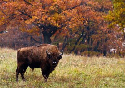 puszcza-borecka-las-mazury-żubry