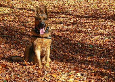 Pies na tle jesiennych liści