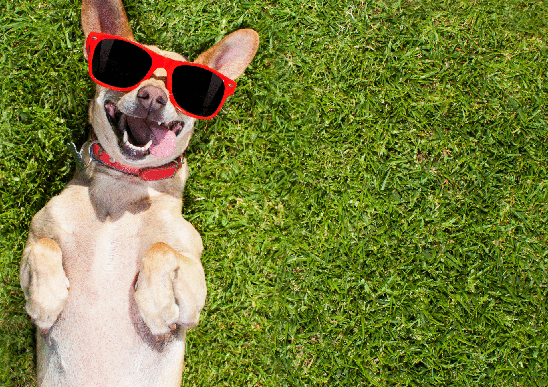 Hotel przyjazny zwierzętom | Mazury